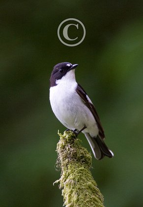 Male Pied Flycatcher DM0882